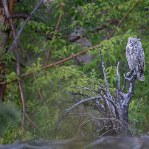 Great Horned Owl