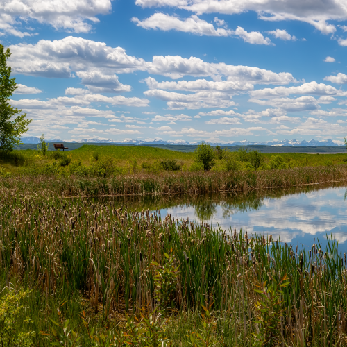 Summer Lake Reflections In Cochrane
