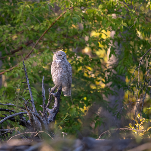 Great Horned Owl 