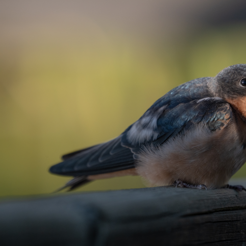 Barn Swallow