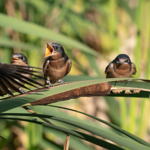 Barn Swallows