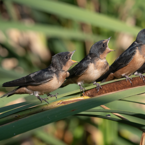 Barn Swallows 