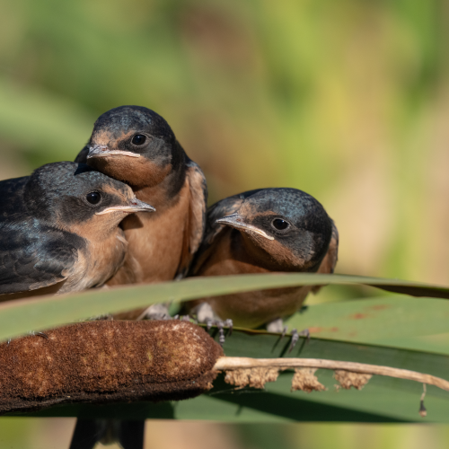 Barn Swallows