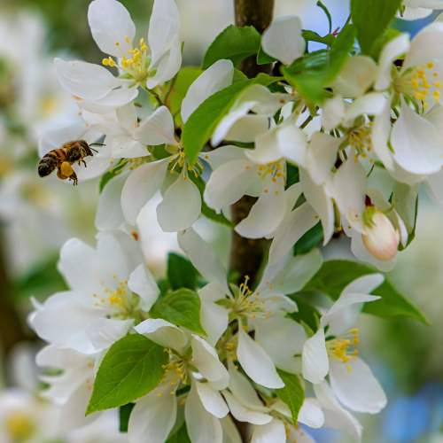 Bee Flying By White Spring Flowers