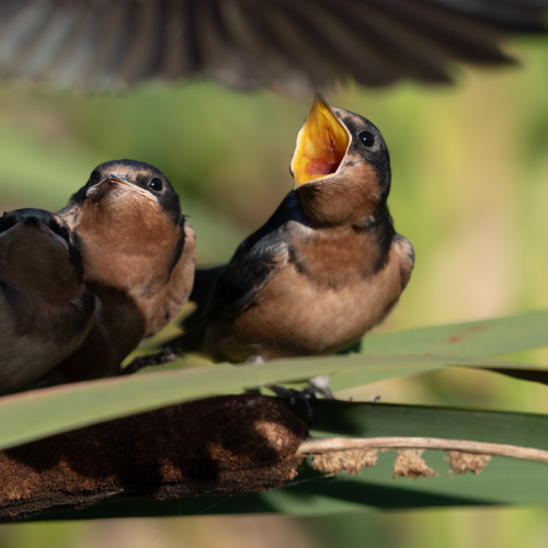 Barn Swallows