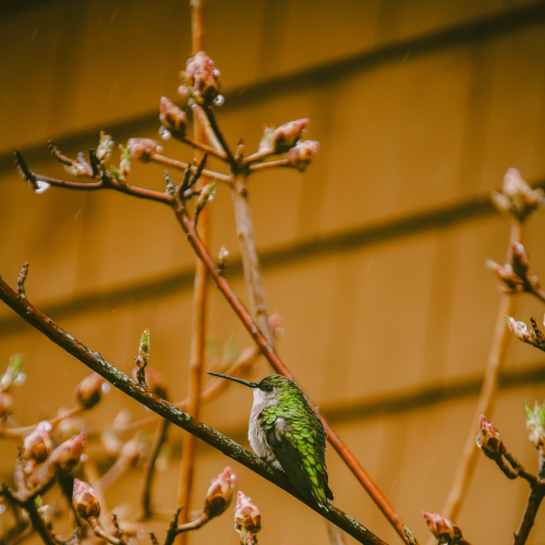 Hummingbird Beauty 