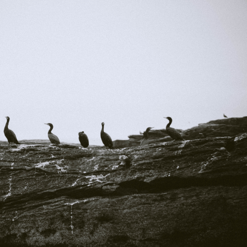 Cormorants 
