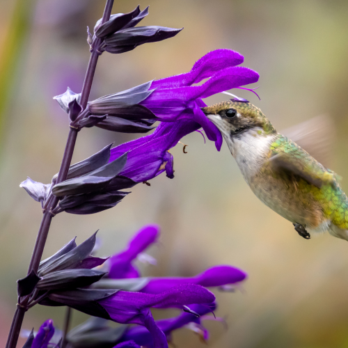Ruby-throated Hummingbird 