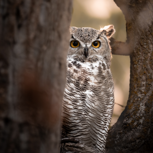 GREAT HORNED OWL