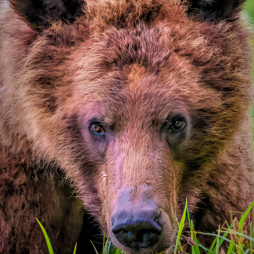 The Gaze of the Grizzly