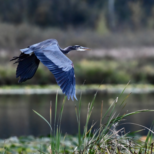 Blue Heron