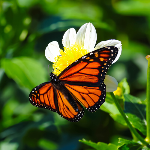 Nature's Contrast