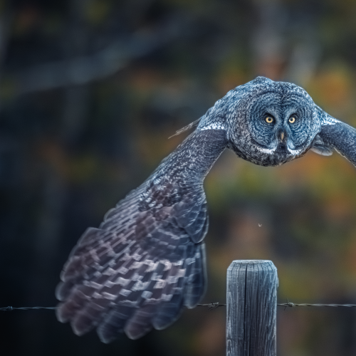 Silent wings, piercing eyes!