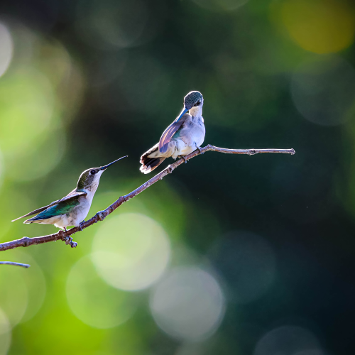 Ruby-throated Hummingbirds
