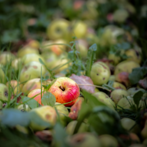 One Red Apple