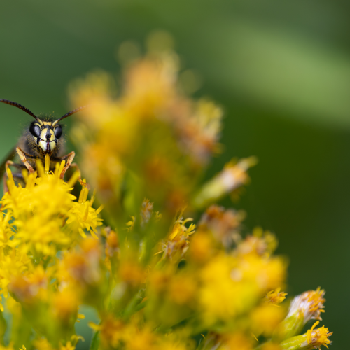 Where Does the Pollen Go?