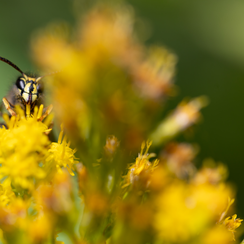 Workin' Bee