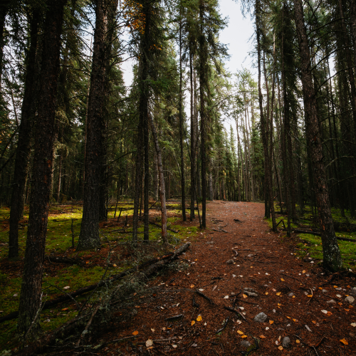 In the Woods We Go