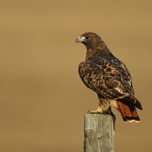 Dark Morph Red-Tail Hawk