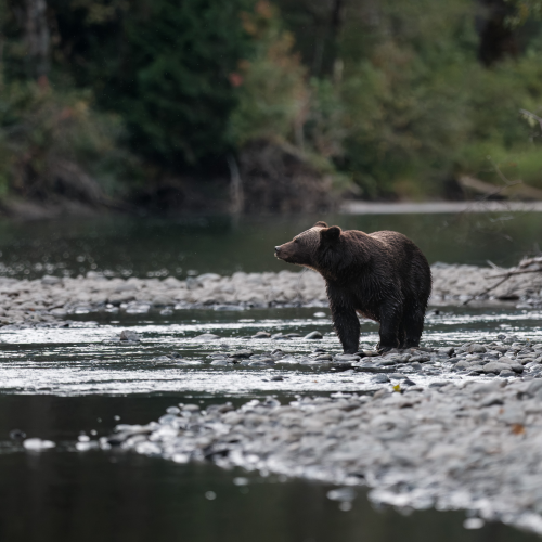 Great Bear Rainforest 