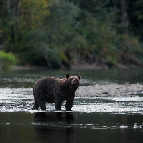 The Great Bear Rainforest