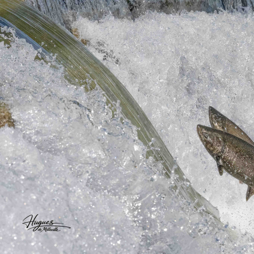 Rare double headed Salmon