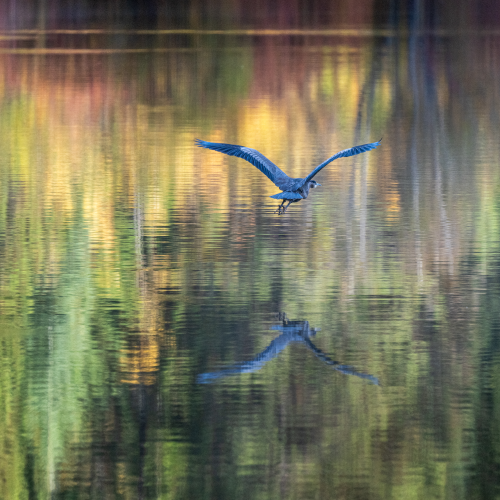 Great Blue on Bear Lake
