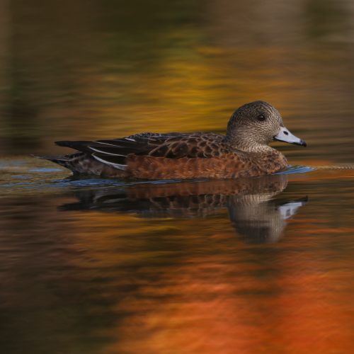 American Wigeon Gliding Smoothly in the Autumn Colours