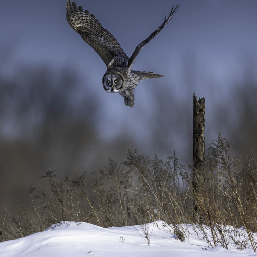 flying away