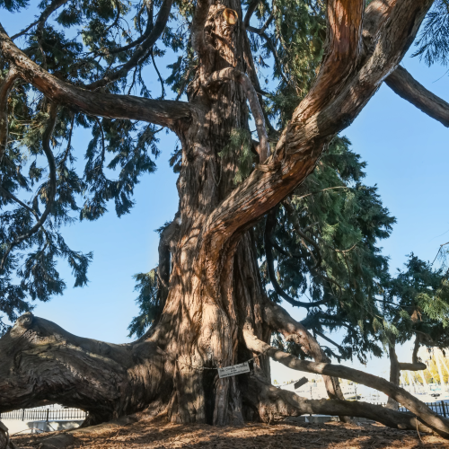 Giant sequoia Legislative Building Victoria, BC