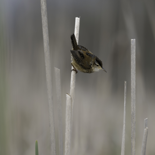 Male Marsh Wren