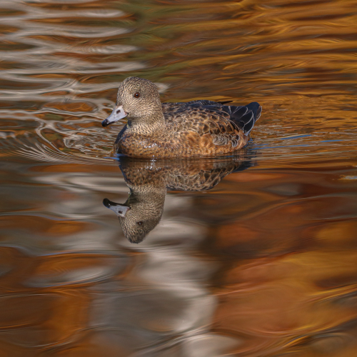 Birch Tree and Autumn Wildlife Reflection