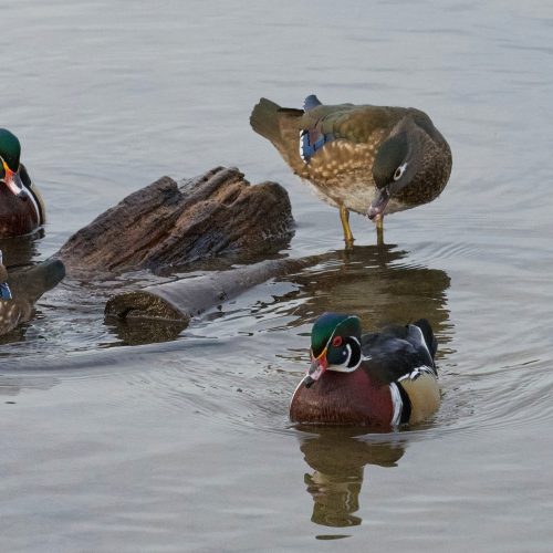 Wood Duck Quartet