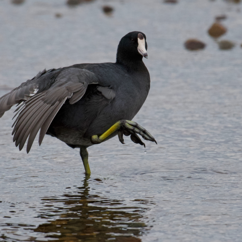 American Coot